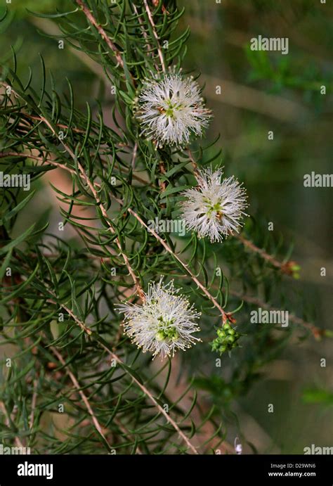 melaleuca cerco|melaleuca honey myrtle.